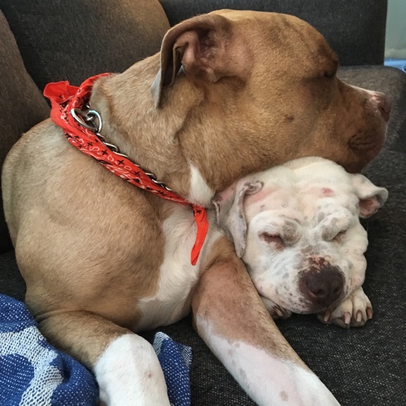 Meet your Posher, Sienna - Picture 4 of 5